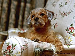 Bob, Border Terrier Mix